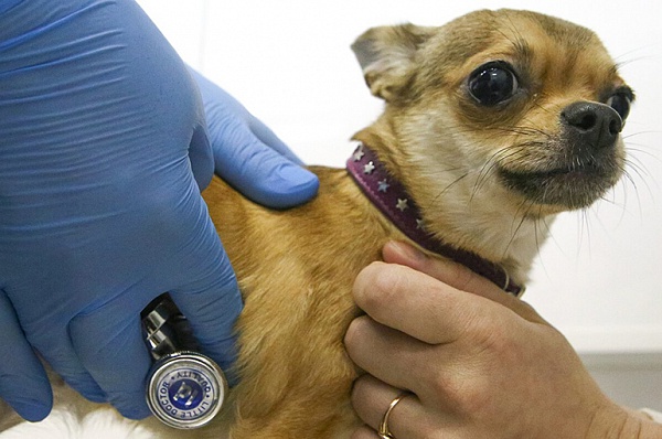 В мае в Сосенском возобновят работу мобильные пункты вакцинации домашних животных